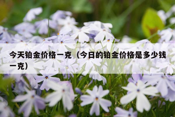 今天铂金价格一克（今日的铂金价格是多少钱一克）