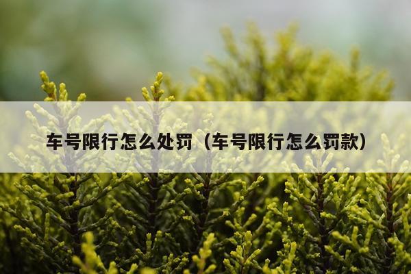 车号限行怎么处罚(车号限行怎么罚款)