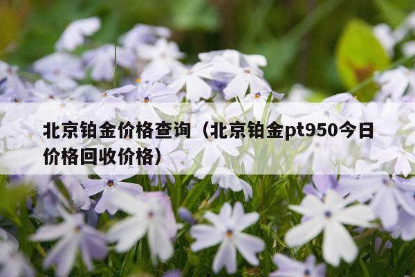 北京铂金价格查询（北京铂金pt950今日价格回收价格）