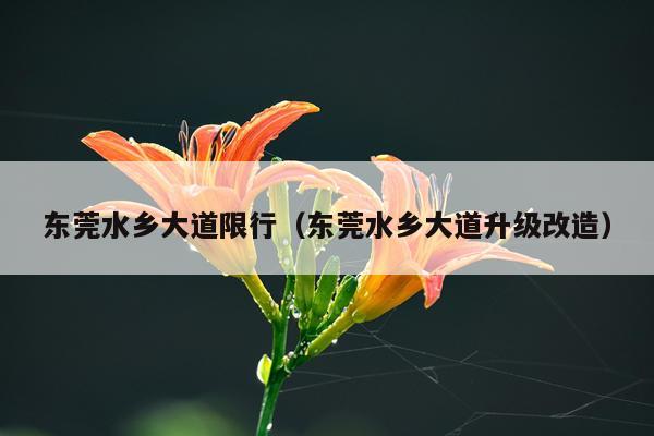 东莞水乡大道限行（东莞水乡大道升级改造）
