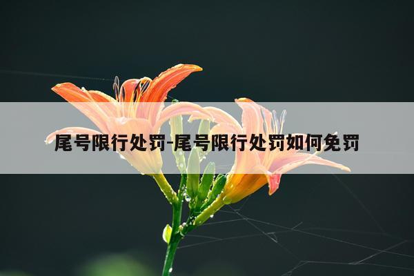 尾号限行处罚-尾号限行处罚如何免罚