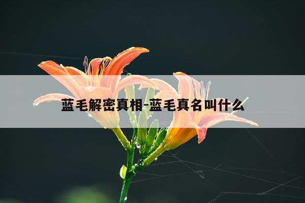 蓝毛解密真相-蓝毛真名叫什么